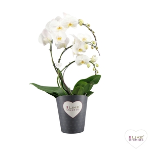 Phalaenopsis wit meer takken
