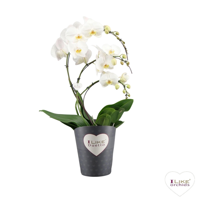 <h4>Phalaenopsis wit meer takken</h4>