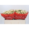 Hypericum Cool Romance