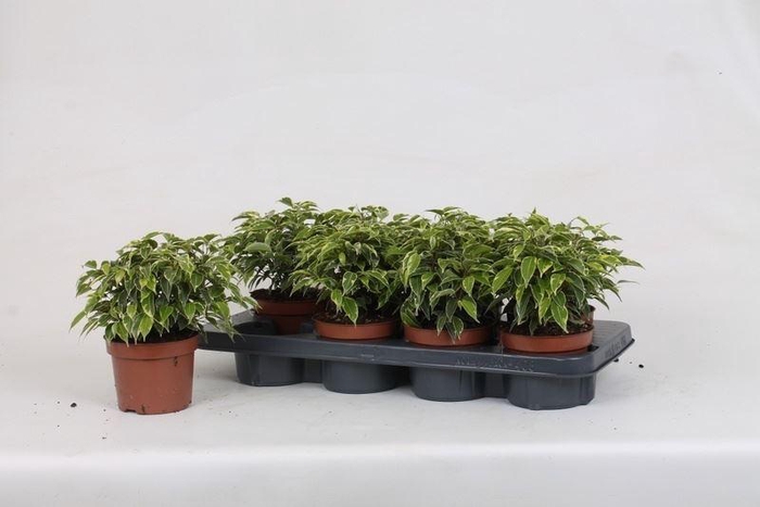 <h4>Ficus benj. Kinky</h4>
