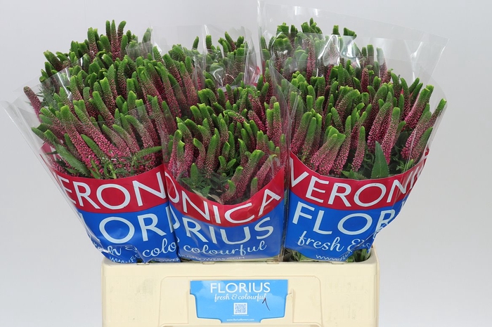 <h4>Veronica Spray Iselle X 20</h4>