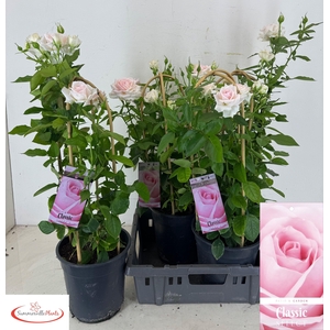 ROSA FL CLAS SELECT