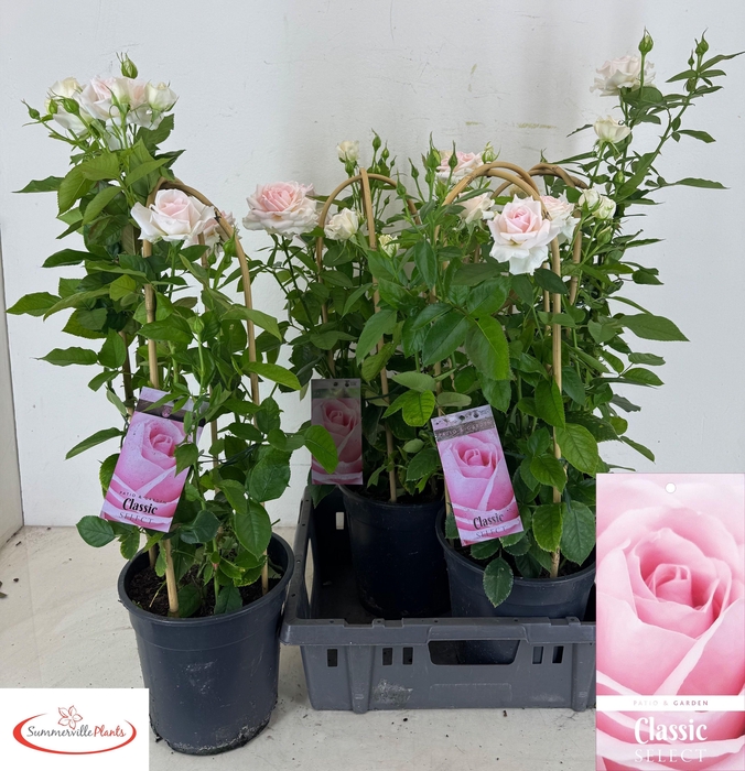 <h4>ROSA FL CLAS SELECT</h4>