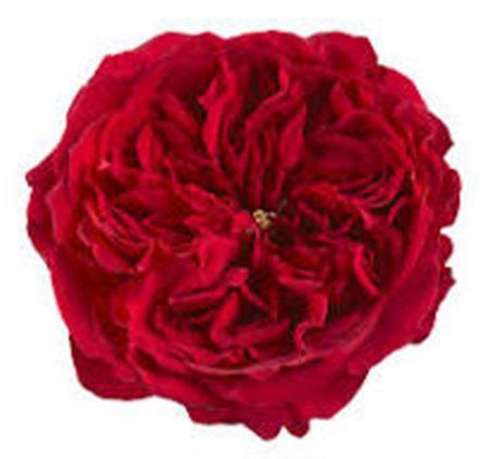 <h4>R Gr David Austin Tess</h4>