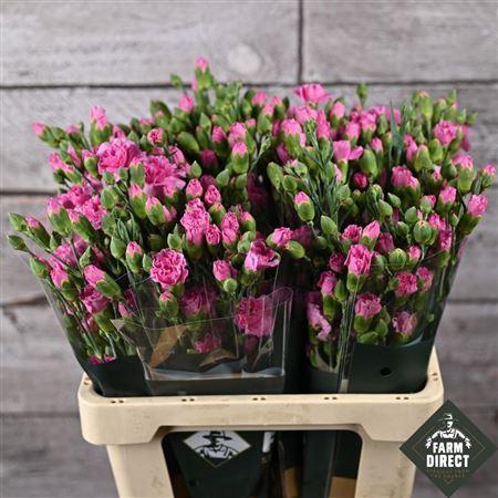 <h4>Di Tr Lilac Melissa</h4>