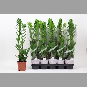 ZAMIO ZAMIIFOLIA