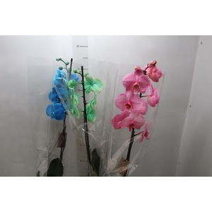 PHALAENOPSIS MULTICOLOR P12