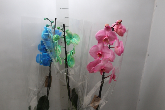 <h4>PHALAENOPSIS MULTICOLOR P12</h4>