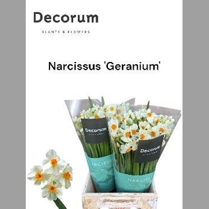 Narc Ta Geranium