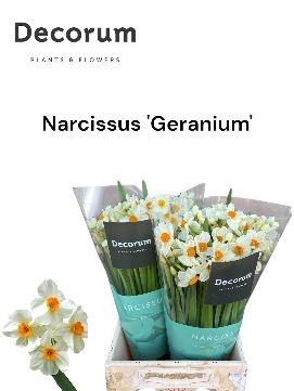<h4>Narc Ta Geranium</h4>