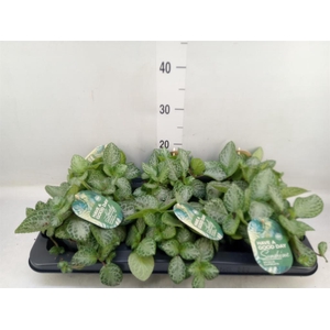 Episcia cupreata 'Minty Imp'