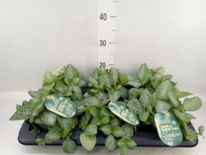 <h4>Episcia cupreata 'Minty Imp'</h4>