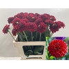 Dahlia Red Fox