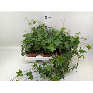 Hedera   ...green leafed