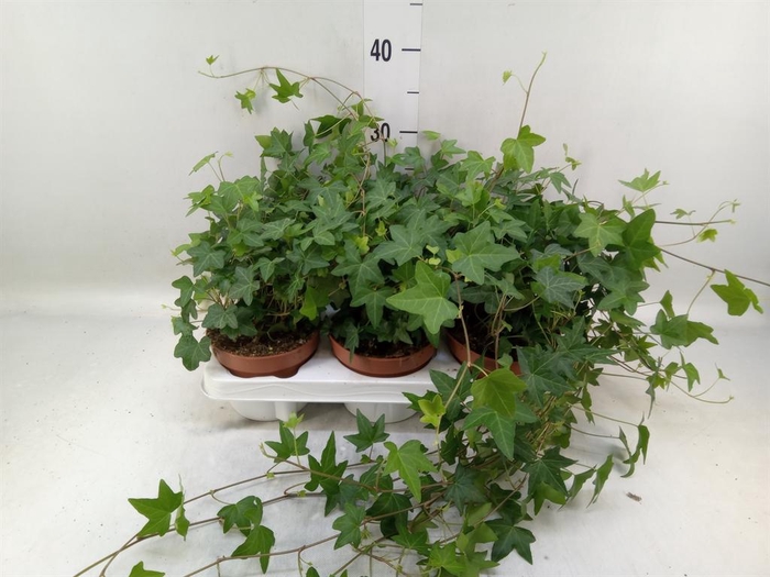 <h4>Hedera   ...green leafed</h4>