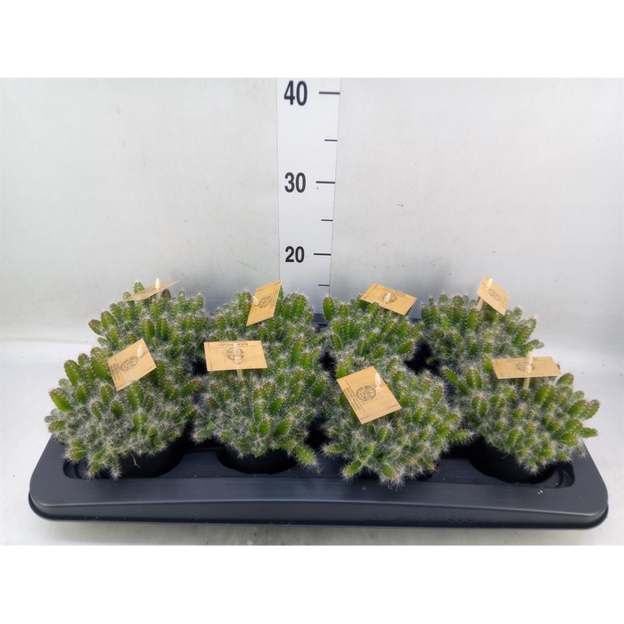 <h4>Hylocereus undatus</h4>