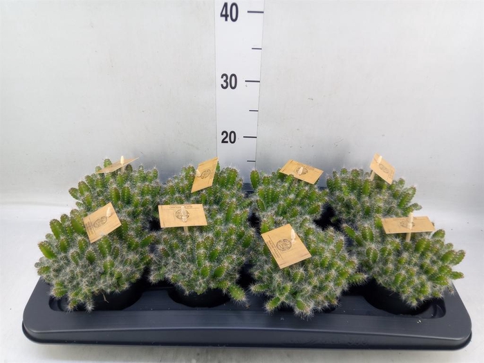 <h4>Hylocereus undatus</h4>