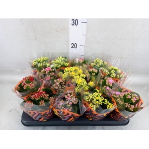 Kalanchoe blos.   ..rosebud mix  5