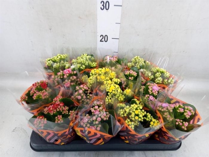 <h4>Kalanchoe blos.   ..rosebud mix  5</h4>