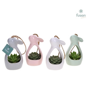 Pasen Haas keramiek 4 kleuren met Echeveria