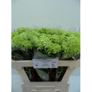 Viburnum Greenhouse 2 Kop Bruinen