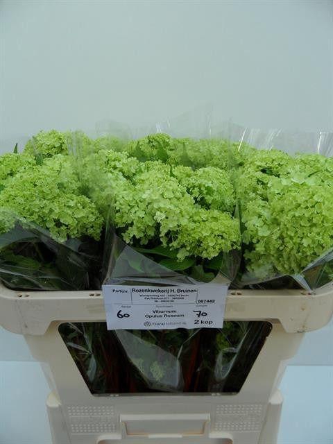 <h4>Viburnum Greenhouse 2 Kop Bruinen</h4>
