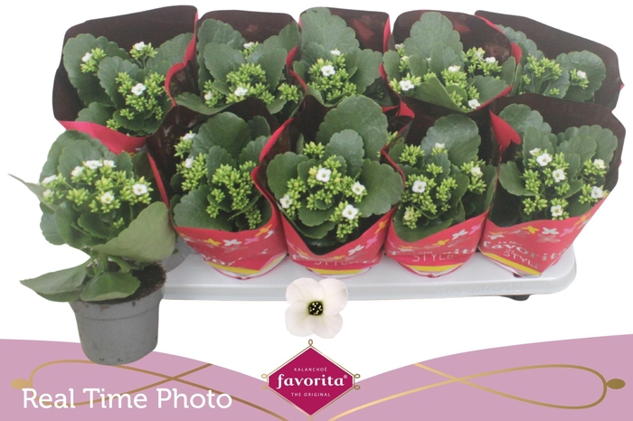 <h4>KAL B GE C MENZEL</h4>