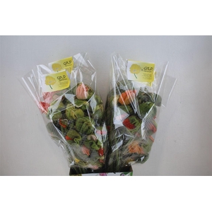 Papaver Mixed Sup Sup P Stem