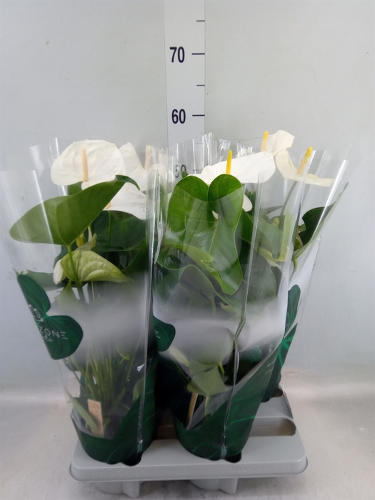 <h4>Anthurium andr. 'Samora'</h4>