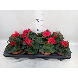 Begonia tuber. 'Tenella Scarlet'