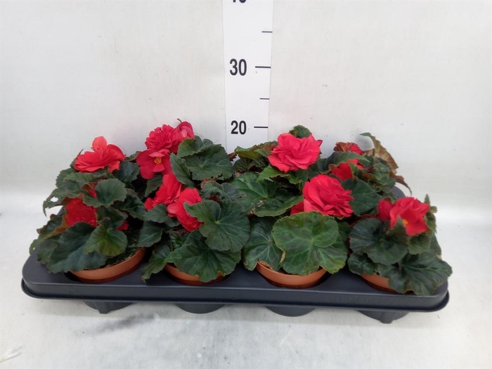 <h4>Begonia tuber. 'Tenella Scarlet'</h4>