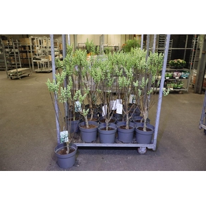 Syri V Mme F Stepman