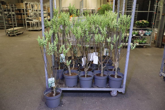 Syri V Mme F Stepman