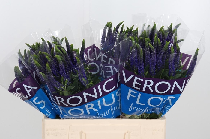 <h4>Veron Smart Navy</h4>