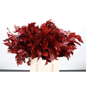 Quercus Kl Bh Rood