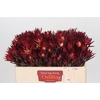 Leucadendron Blush Spray