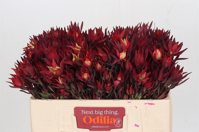 <h4>Leucadendron Blush Spray</h4>