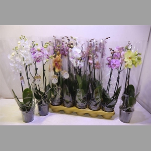 Phal Gem