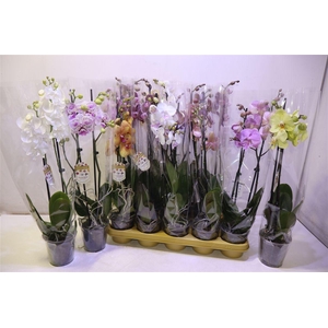 Phal Gem