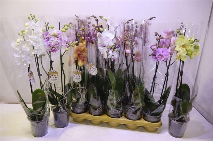 <h4>Phal Gem</h4>