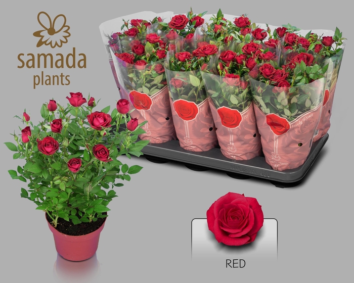 <h4>RO RED STAR</h4>