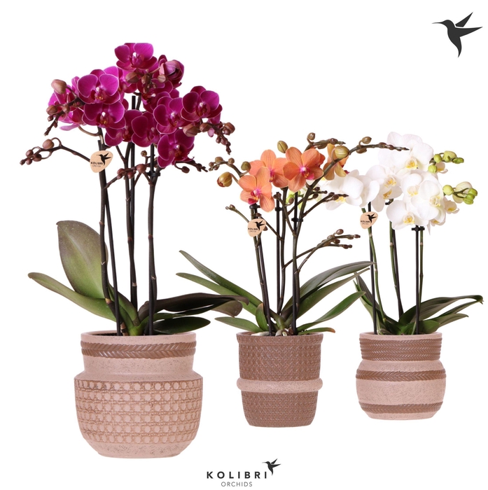<h4>Kolibri Orchids Phalaenopsis mix 3 spike in Ethnic pot sand mix</h4>