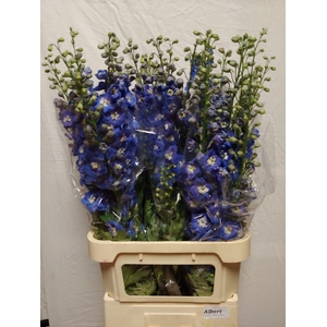 Delph Du Aurora Blue