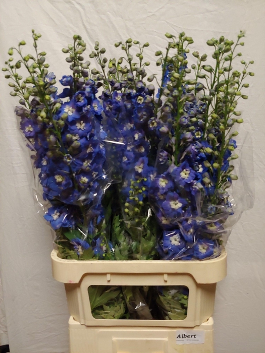 <h4>Delph Du Aurora Blue</h4>
