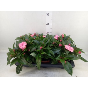 Impatiens NG 'ColPow Deep Pink'