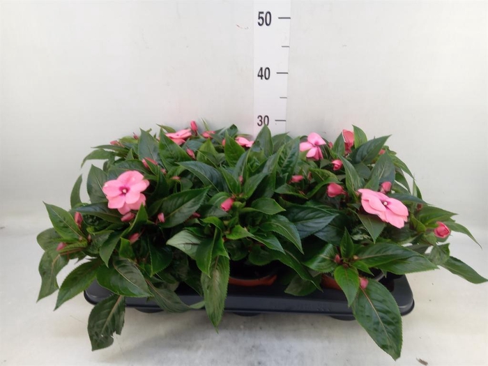 <h4>Impatiens NG 'ColPow Deep Pink'</h4>