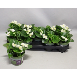 Begonia semp. Dubbel White