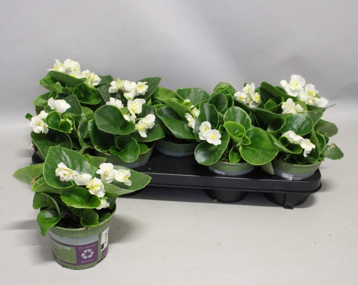 <h4>Begonia semp. Dubbel White</h4>