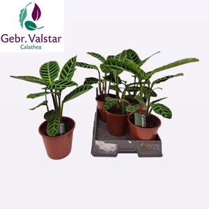 CALAT ZEBRINA