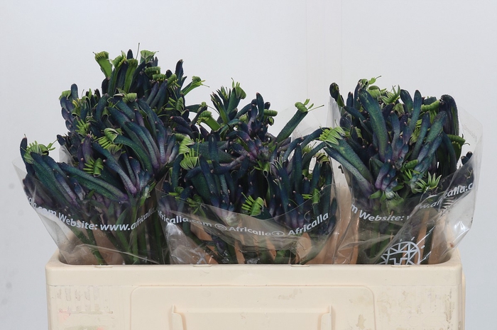 Anigozanthos Celebrations Masquerade